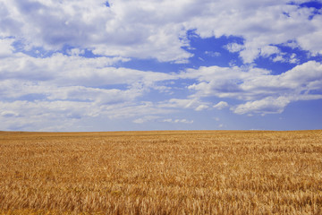 Ripe grain in the field. Harvesting grain on a farm.