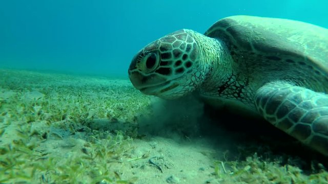 Young Green Sea Turtle (Chelonia mydas) eats the sea grass on a sandy bottom and emerges to surface of water to breathe, Red sea, Marsa Alam, Abu Dabab, Egypt
