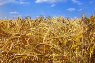 Fototapeta na wymiar Golden wheat field on sunny day