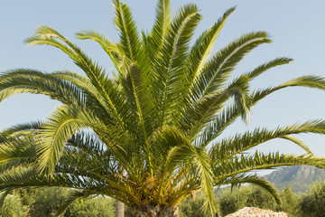 Green beautiful palm tree and blue summer sky. Tropical background, light blue and green colors