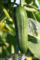 Fresh ripe cucumbers in a row 