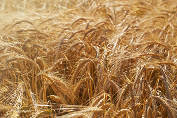 Golden Ears On The Summer Field Before Harvest