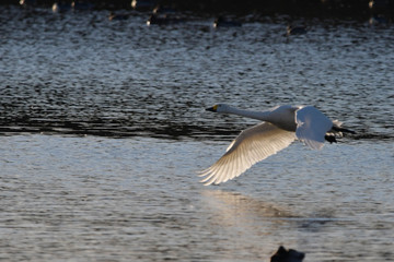 野鳥　白鳥