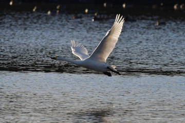 野鳥　白鳥