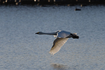 野鳥　白鳥