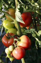 Tomatoes growing in a greenhouse 