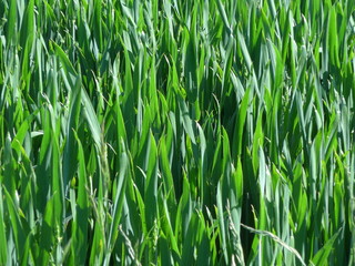 Nahaufnahme einer frischen, grünen Wiese im Frühling 