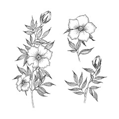Vintage botanical illustration flower. Flower concept. Botanica concept. Vector design.