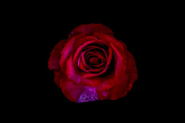rose flowers close up on background. .