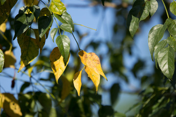 Yellow leaf of Indian cork tree