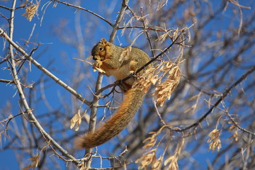 Fox Squirrel eating in tree