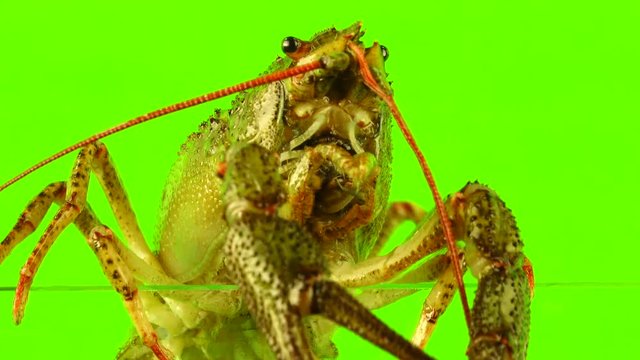 crawfish  on  green screen
