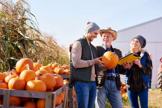 Farmers working at pumpkin farm