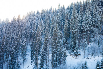 View of beautiful snowy mountains, forests