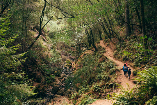 Family walking in forest, Fairfax, California, USA, North America