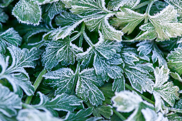 close-up of the frozen parsley leaves in the garden. green background with patterns of frost