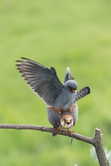 Mating Red-footed falcons