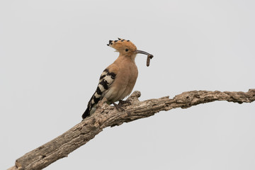 Hoopoe