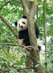 Fototapeta premium Small panda climbing up on the tree looking around