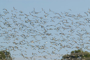 Birds flock, background