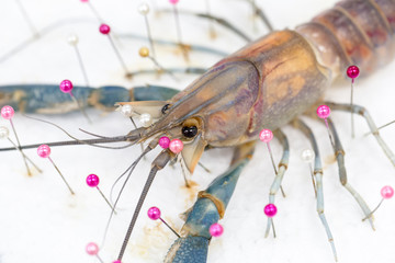 Exemplar of Macrobrachium rosenbergii, also known as the giant river prawn or giant freshwater prawn for education.