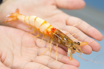 Exemplar of Macrobrachium rosenbergii, also known as the giant river prawn or giant freshwater prawn for education.