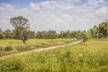 Fototapeta premium Thailand rice field