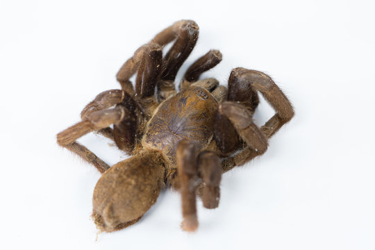 Exemplar of Haplopelma minax, Cyriopagopus is a genus of spiders in the family Theraphosidae (tarantulas) for education.