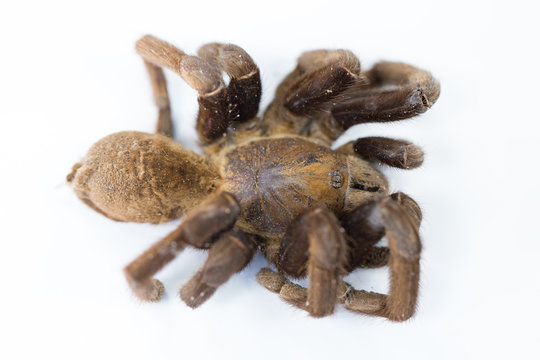 Exemplar of Haplopelma minax, Cyriopagopus is a genus of spiders in the family Theraphosidae (tarantulas) for education.