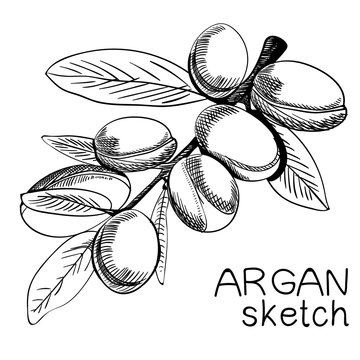 Hand drawn argan, branch sketch. Outline.