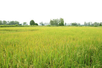 Obraz premium Paddy fields with trees in the background