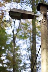laterne im wald