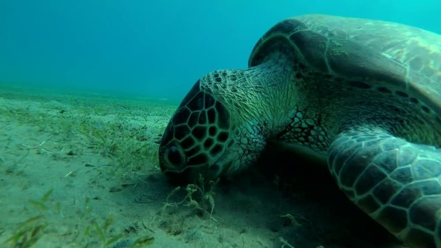 Young Green Sea Turtle (Chelonia mydas) eats the sea grass on a sandy bottom, Red sea, Marsa Alam, Abu Dabab, Egypt
