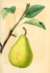 Illustration of a pear.