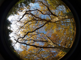 Senkrechter Blick in Eichen-Kronen mit buntem Herbstlaub (Fischaugen-Objektiv)