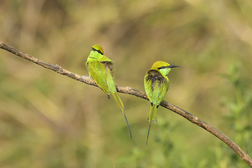 Pair of Green Bee Eaters Sitting on Branch