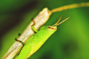 Macro shots,beautiful nature scene grasshopper,selective focus.