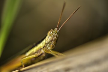 Macro shots,beautiful nature scene grasshopper,selective focus.