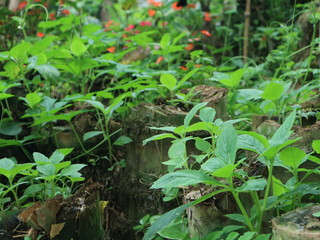pink red roses in house garden - Gartenrosen im Hausgarten 
