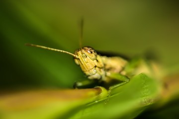 Macro shots,beautiful nature scene grasshopper,selective focus.
