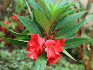 pink red roses in house garden - Gartenrosen im Hausgarten 