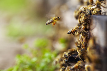 flock of bees flying near the beehive