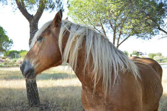 Portrait of a beautiful blonde horse