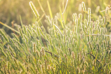 Evening grass background