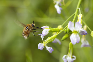 close up of one bee on flower