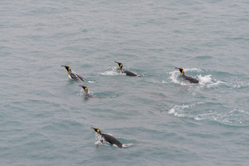 King penguins swimming in the water