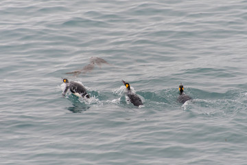 King penguins swimming in the water