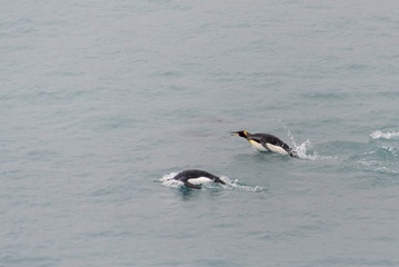 King penguins swimming in the water