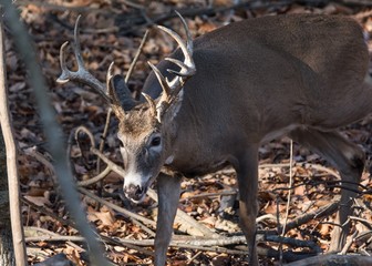 Mature whitetail buck in the woods