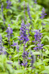 blue salvia purple flower closeup